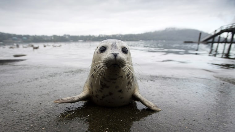 A seal pup sits on a boat launch before heading back into the water after being released by the Vancouver Aquarium into Burrard Inlet in North Vancouv...