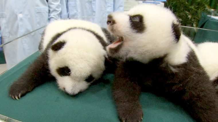 The rare panda triplets at a zoo in China are starting to show their personalities after celebrating two months since their birth.