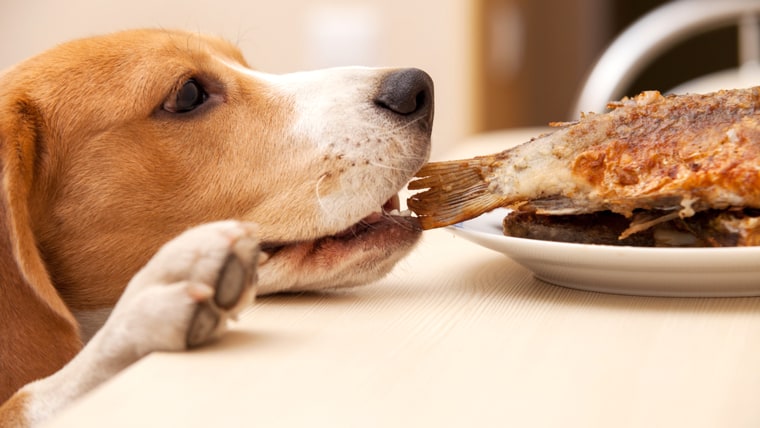 Beagle dog try to scrounge a fish from the table; Shutterstock ID 154188704; PO: TODAY.com