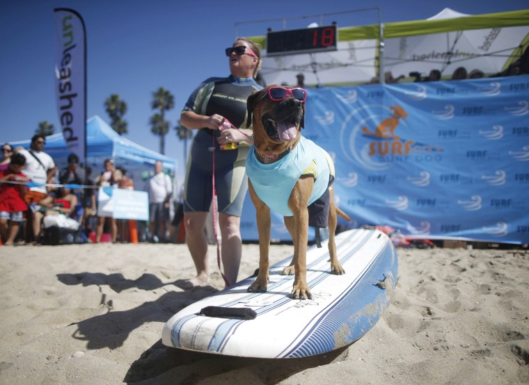 Roxy the Surfer Dog waits to surf at the 6th Annual Surf City surf dog contest in Huntington Beach, California September 28, 2014. REUTERS/Lucy Nichol...