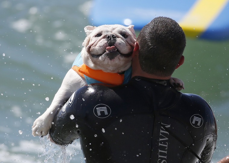 A dog is carried back into the water