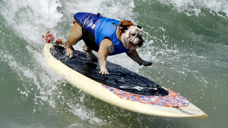 TOPSHOTS
Surfer Dog Tillman rides a wave in the Large division during the 6th Annual Surf Dog competition at Huntington Beach, California on September...