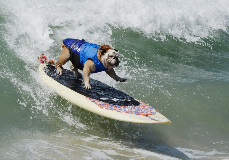 Surf dog

Surfer Dog Tillman rides a wave in the Large division during the 6th Annual Surf Dog competition at Huntington Beach, California on Septembe...