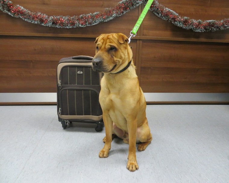 Kai, a Shar-Pei mixed breed, was found abandoned at a Scottish train station Jan. 2.