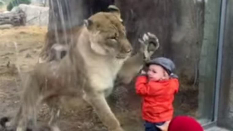 Baby with lioness
