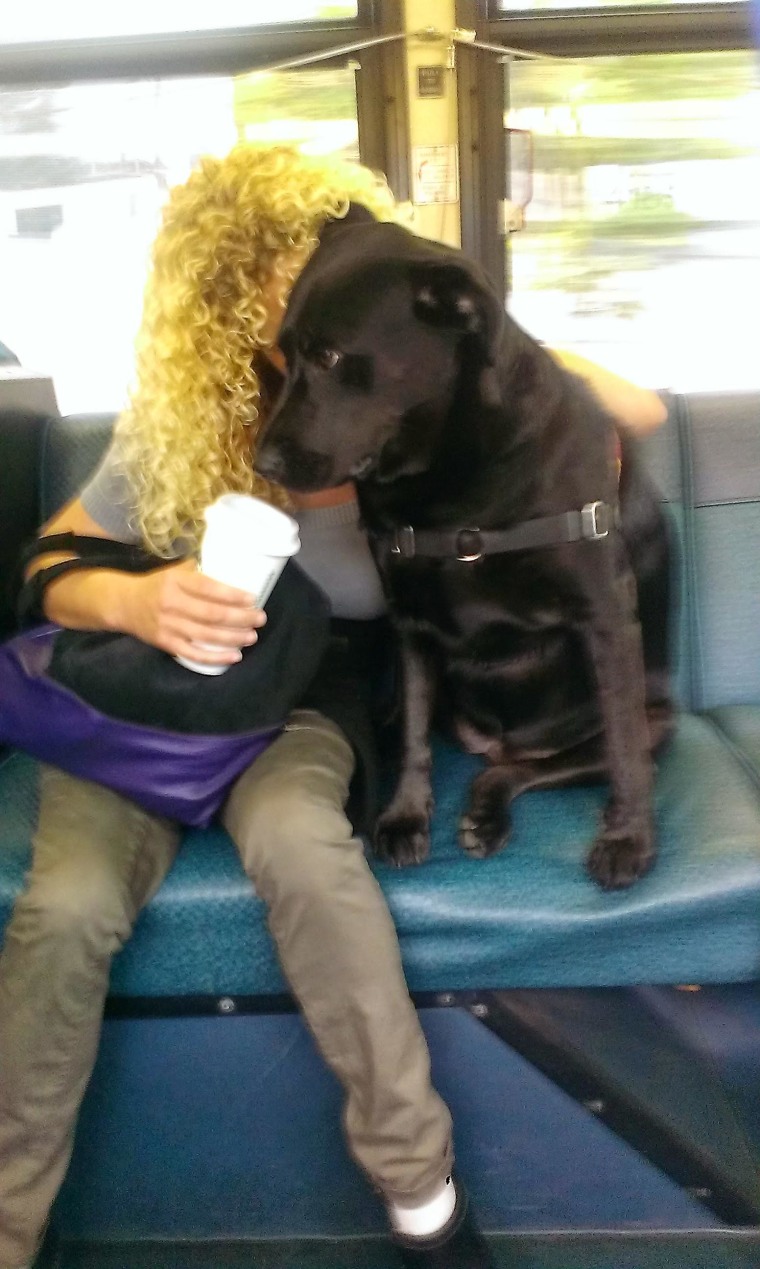 Bus dog