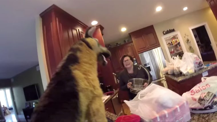 Image: Man pranks mom with stuffed dog