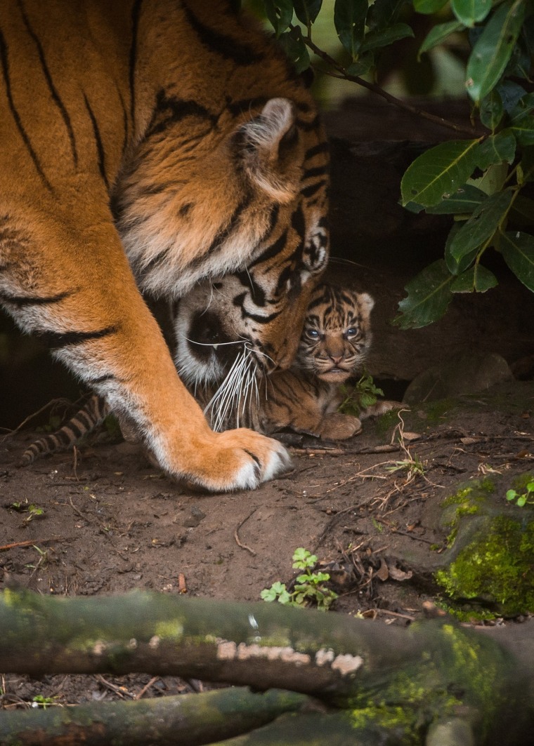 Tiger Cubs Playing With Mom 