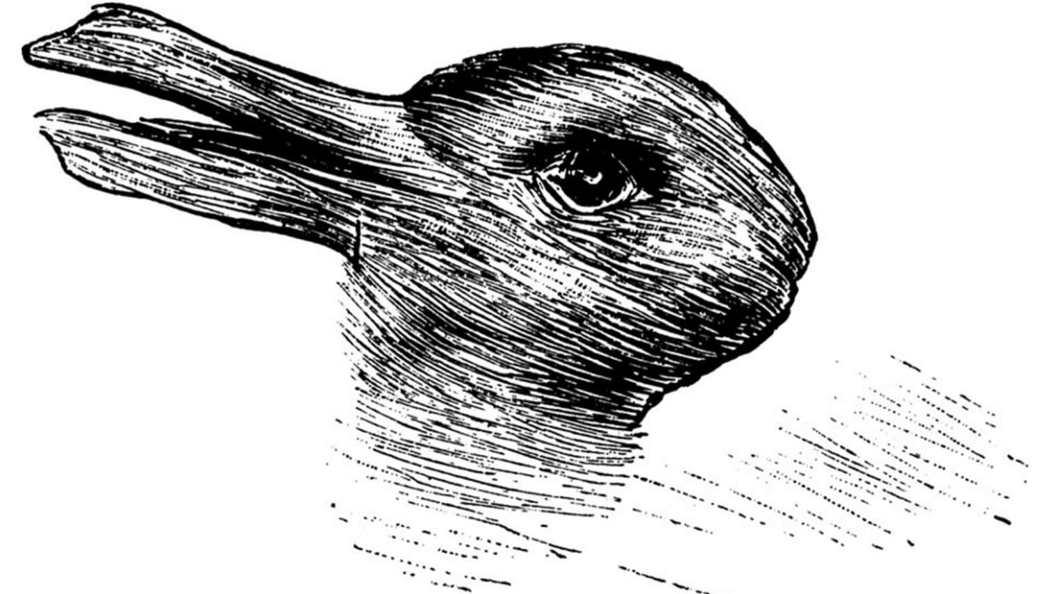 rabbit-duck-drawing-tease-today-160215.JPG (1520×855)