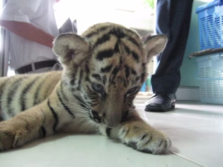 This two-month-old tiger cub was found in a woman's suitcase at the airport in Bangkok, Thailand.