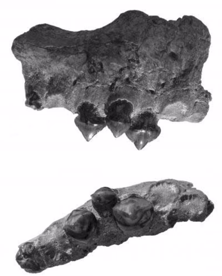 Image: Megapiranha teeth