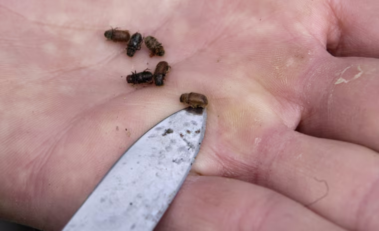 Image: Spruce bark beetles