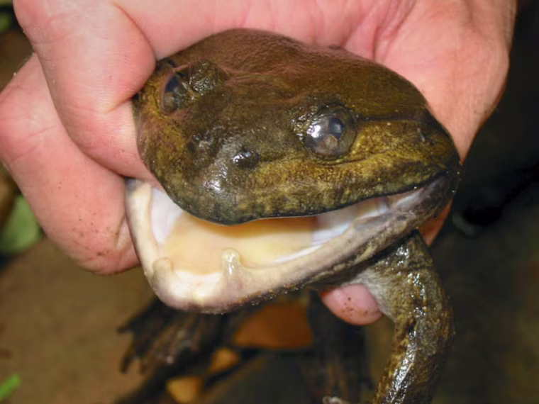 Image: Frog