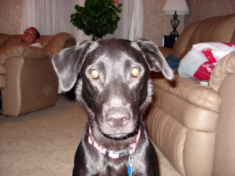 Image: Sady the black lab