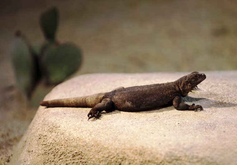 Image: Chuckwalla