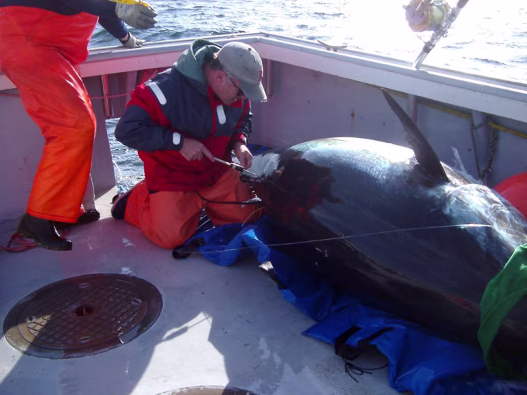 Image: Blue fin tuna
