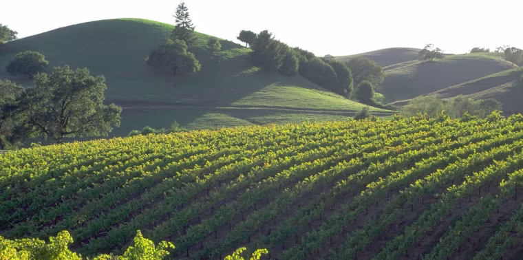 Image: Sonoma County