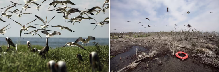 Image: Nesting terns and pelicans are seen on Cat Island on May 22, 2010, left. The second photo taken on April 8, 2011 near the same location, shows the shoreline heavily eroded.