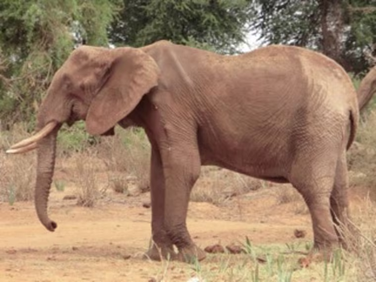 Khadija, the last surviving matriarch of the Swahili Ladies in Samburu before her death.