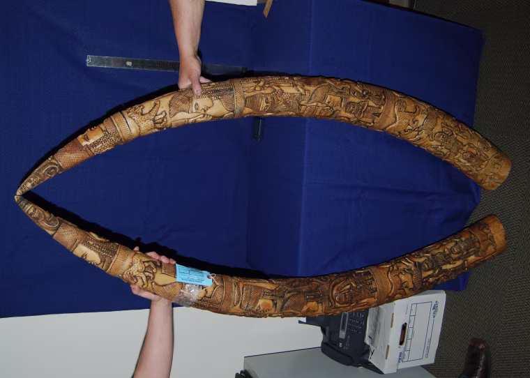 Some of the carved ivory tusks confiscated by U.S. officials are shown on July 26.