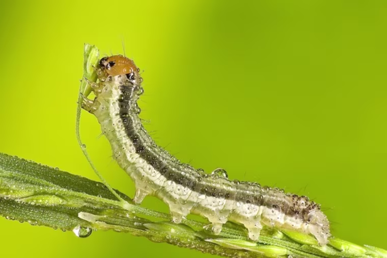 Macro photo of caterpillar on stem