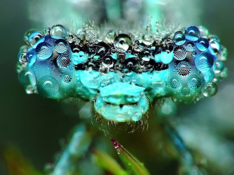 Macro photo of dew-covered dragonfly head