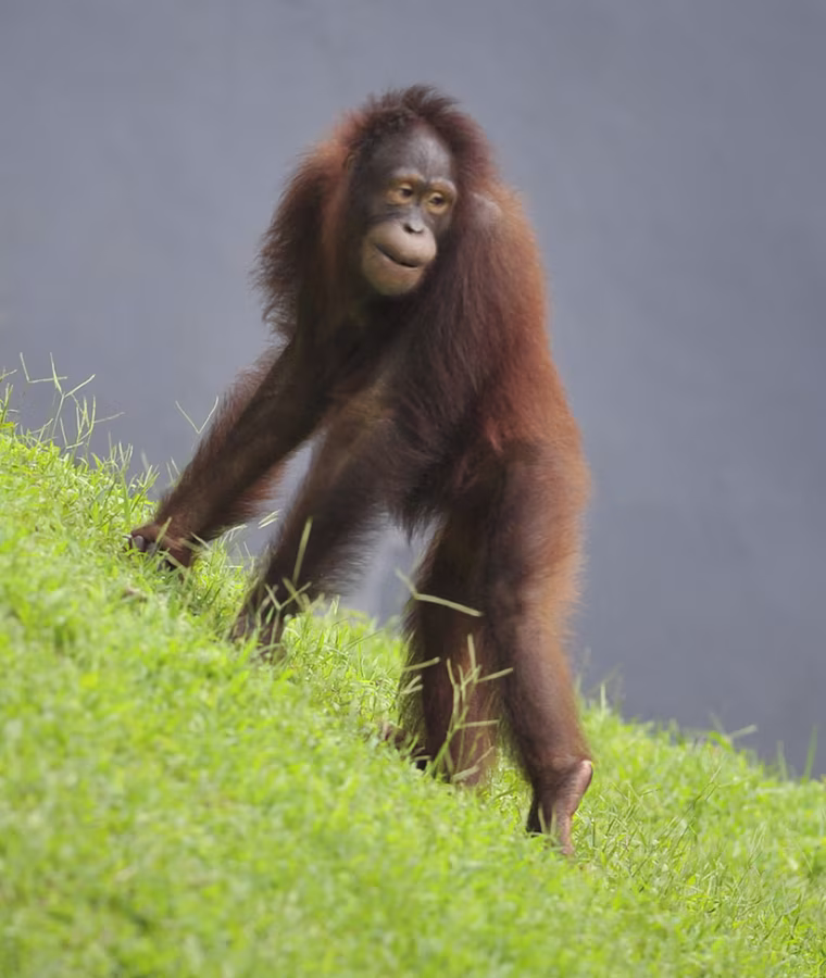 Image: An orangutan roams an enclosure in Ragun
