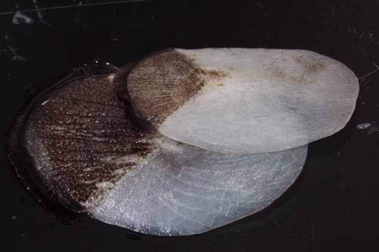 Image: Arapaima scales