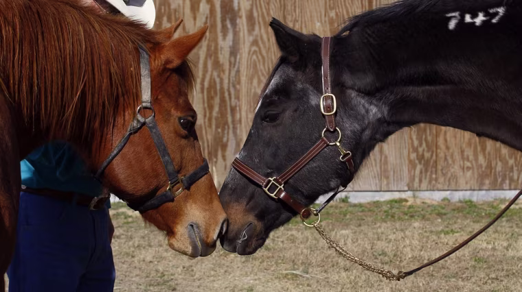 Image: Burma, right, interacts with her friend Lulu