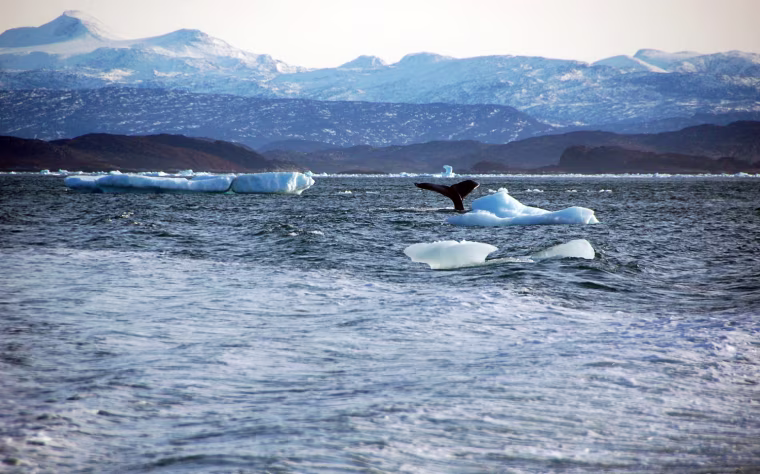 Image: Whale dives into sea off the coast of Greenland's capital Nuuk