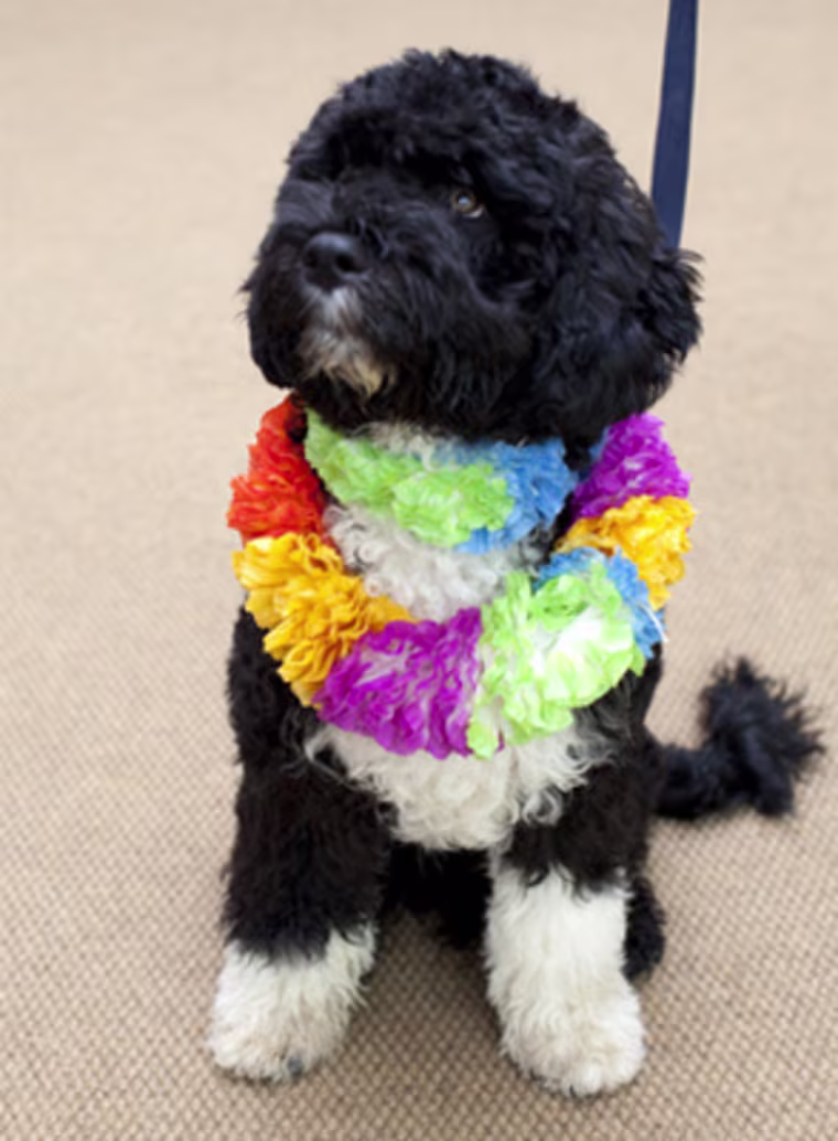 Image: The new Presidential puppy, Bo
