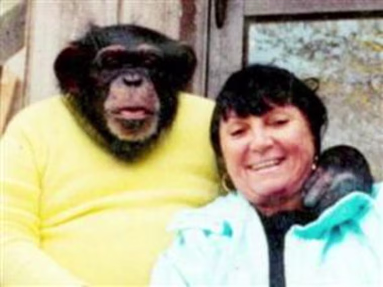 Image: Travis the chimp