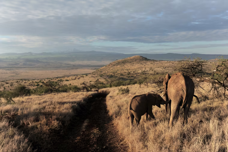 Image: A female elephant feeds her cub in the e
