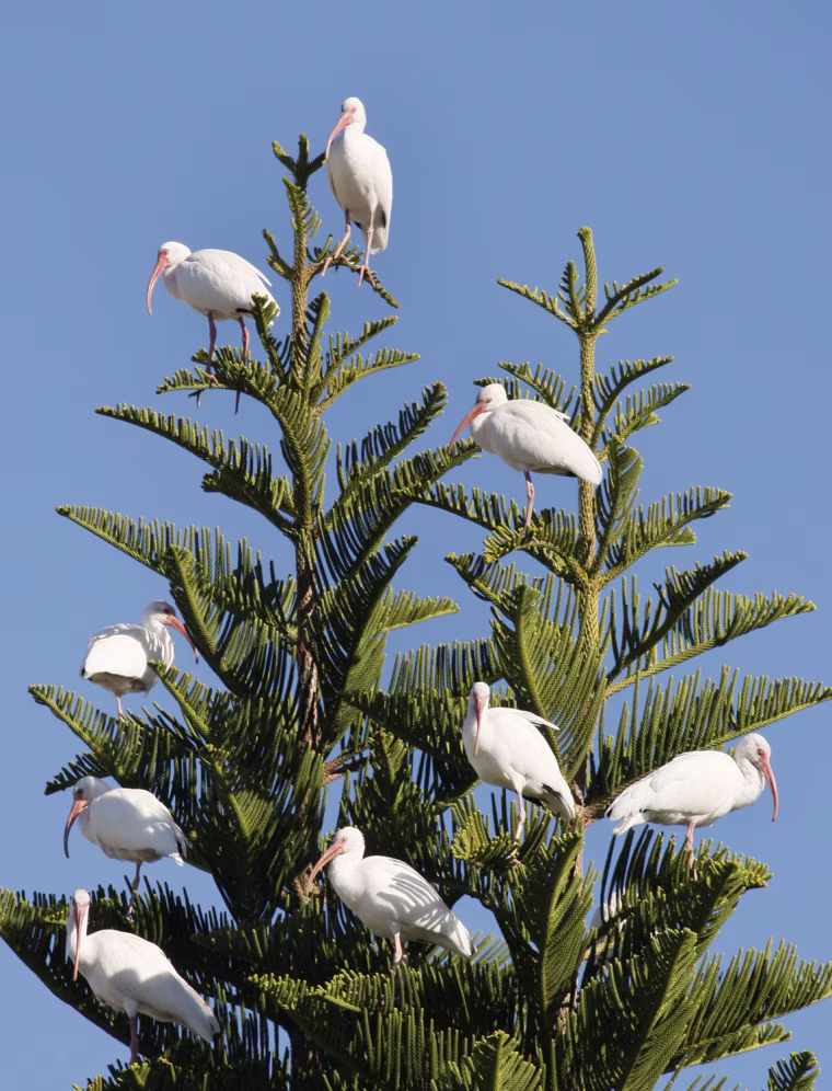 Image: Ibis