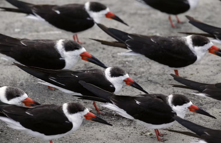 Image: Black Skimmers