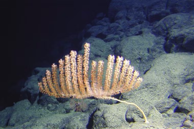 New Coral