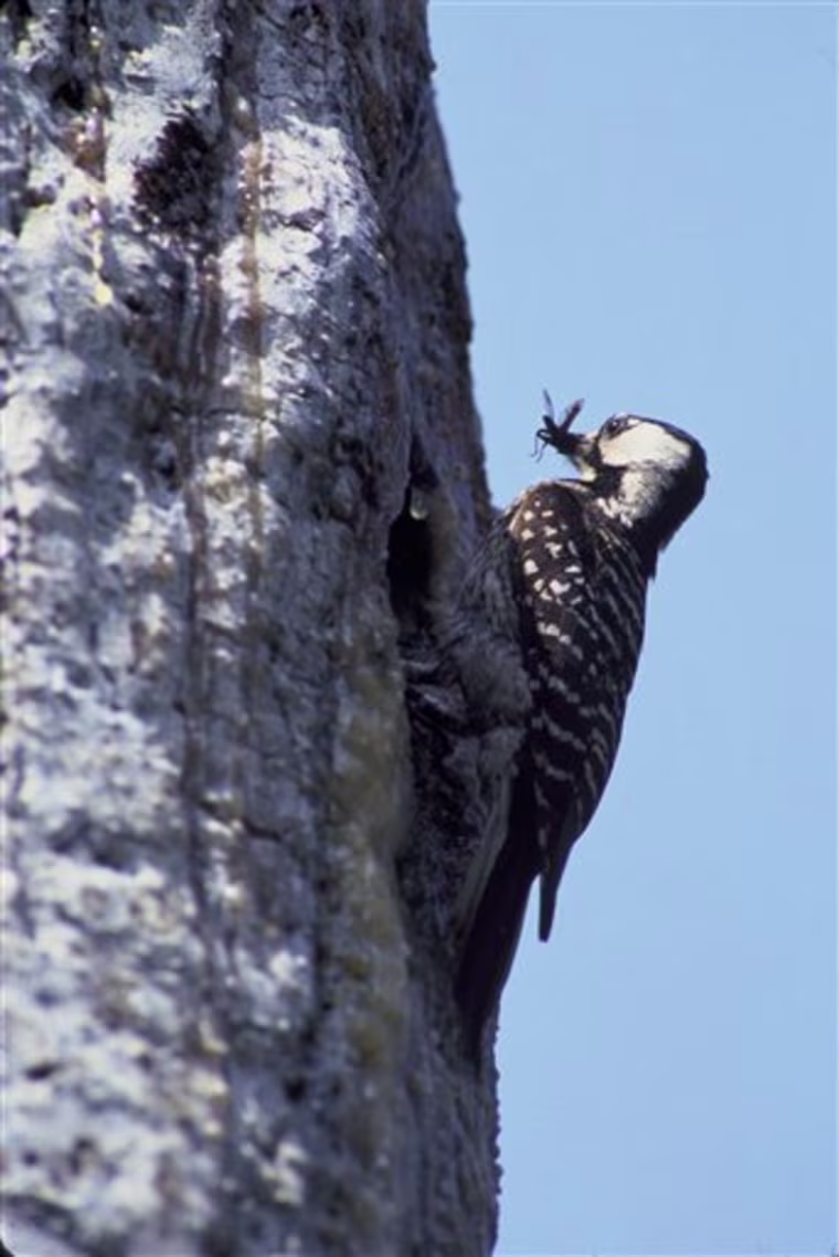 WOODPECKER WAR