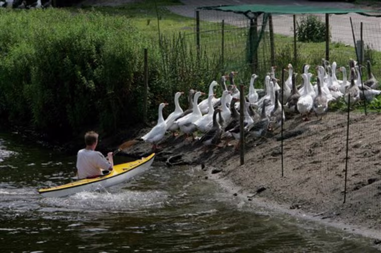NETHERLANDS GOOSE WHISPERER