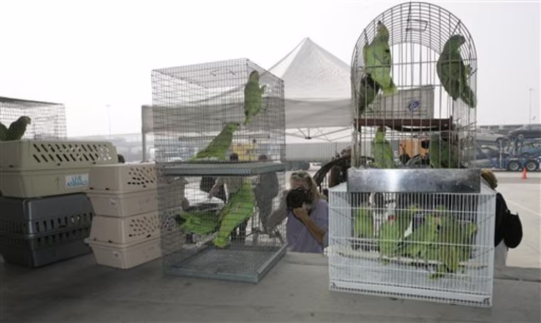 Parrot Repatriation