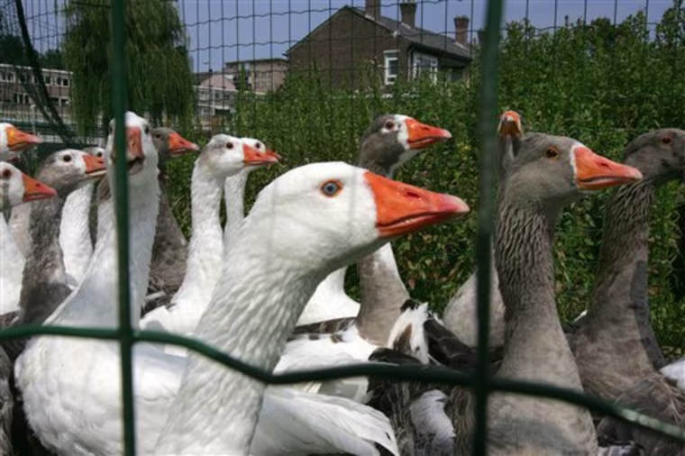 NETHERLANDS GOOSE WHISPERER
