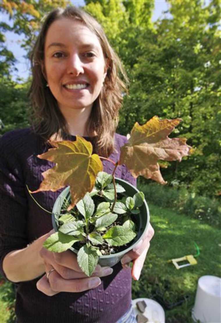Fall Foliage Warming