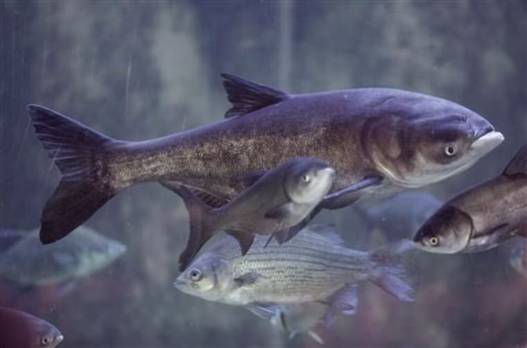 Great Lakes Asian Carp