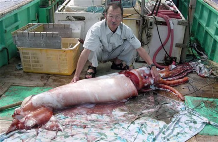 JAPAN GIANT SQUID