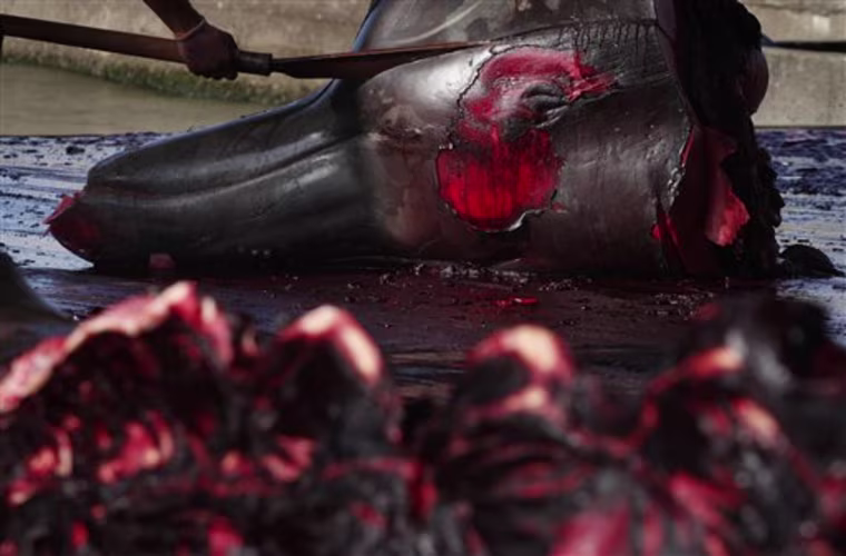 Japan Whaling Season