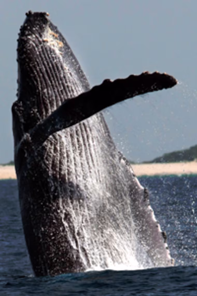 A humpback whale jumps at a whale watching point, off Okinawa, southwestern Japan, Tuesday, March 25, 2008.(AP Photo/Itsuo Inouye)