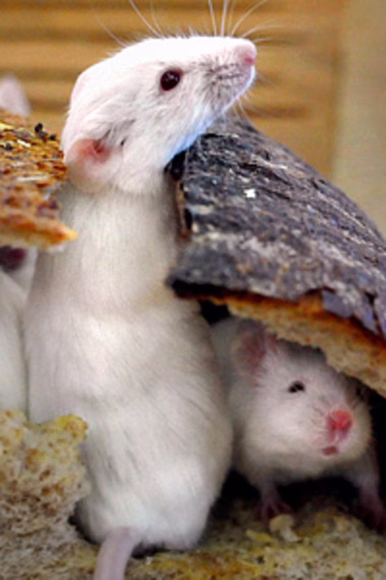 Image: Mice