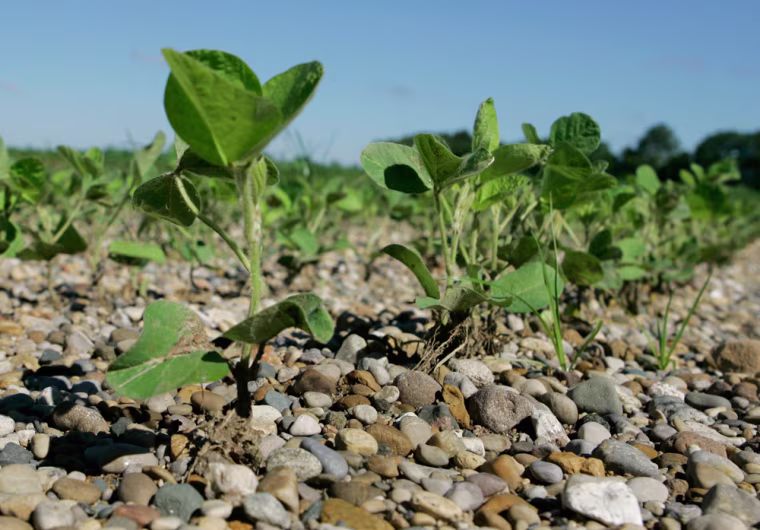 Floodwater left small round river rocks in spots, making it look as if Jim Lankford planted soybeans in a gravel following the June flooding  in Martinsville, Ind., Tuesday, July 23, 2008. ( AP Photo/Darron Cummings)