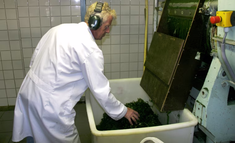 Iamge: Heny Masselink shows extracted algae