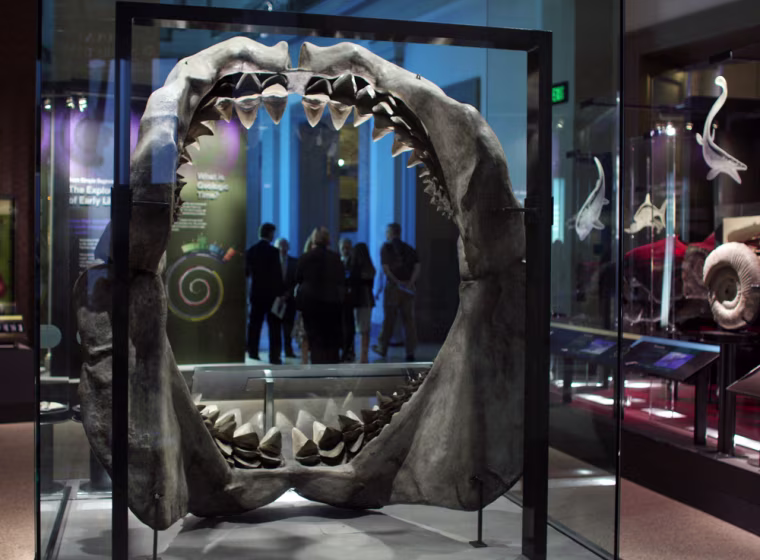 Iage: An exhibit featuring the giant Great White Shark