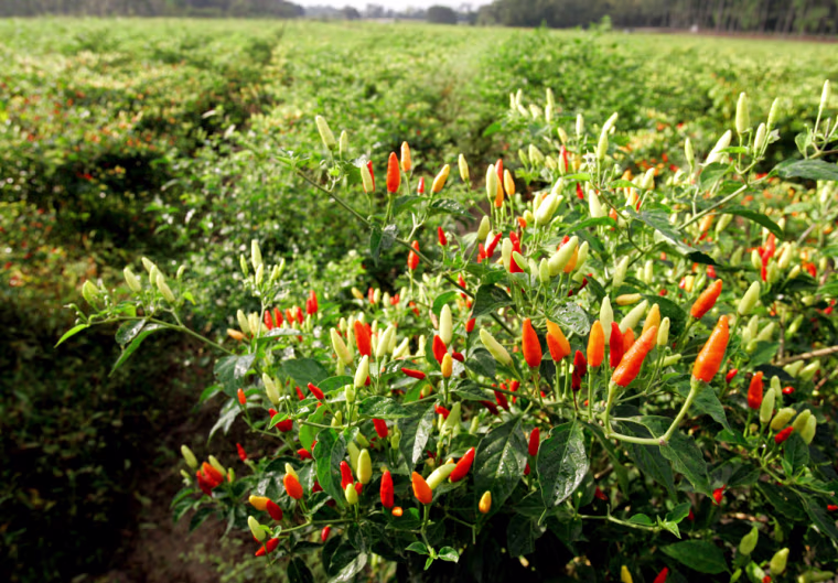 ** FOR IMMEDIATE RELEASE ** Tabasco peppers that are used in the making of Tabasco sauce grow at Avery Island, La., Monday, Oct. 15, 2007. (AP Photo/Alex Brandon)